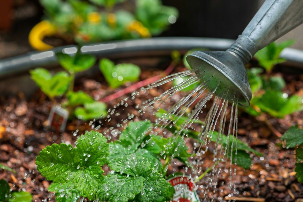 Water from a metal watering can falling onto strawberry plants.